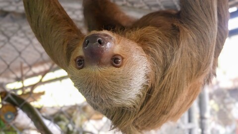 Willow was humanely euthanized on Tuesday, according to the Central Florida Zoo & Botanical Gardens. Despite daily care and regular medical treatments, her condition had steadily declined in recent weeks.