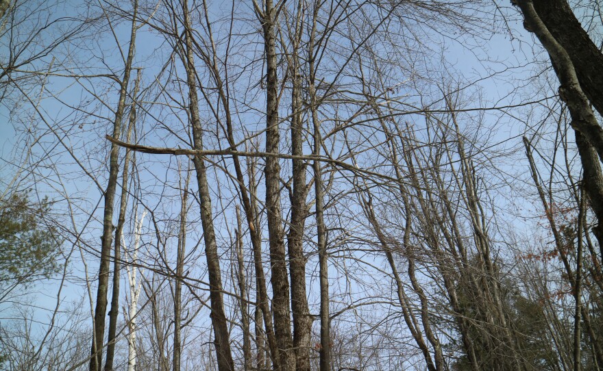 Limbs dangling from trees one year after a devastating ice storm at Hearts Pasture Farm in Alanson, MI.