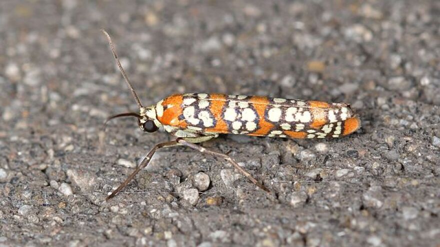 An Ailanthus Webworm Moth.