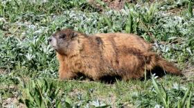 A marmot named Stonehenge. (Courtesy of Daniel Blumstein)