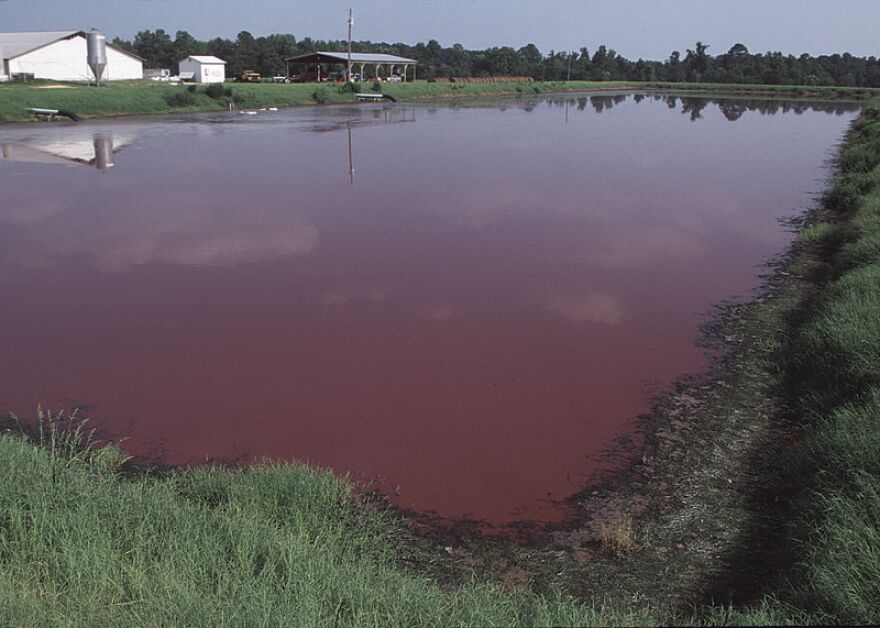 Animal waste lagoon in North Carolina