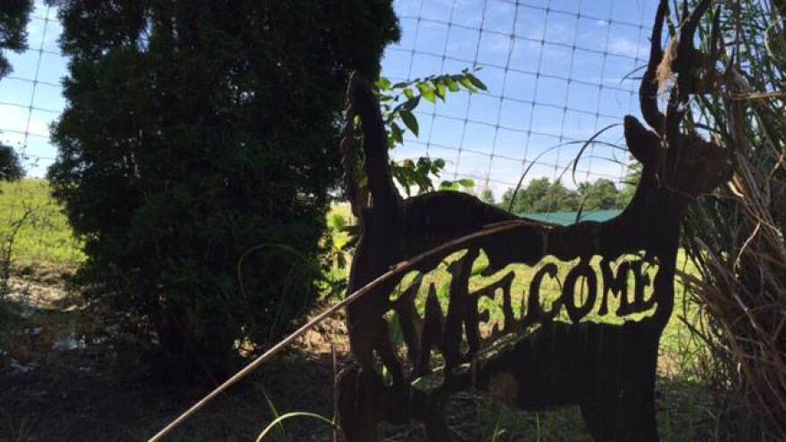 Whitetail Bluff LLC in Corydon is one of four fenced hunting preserves in Indiana. Although it's currently legal and unregulated, the future of the industry is being debated by Hoosier lawmakers.