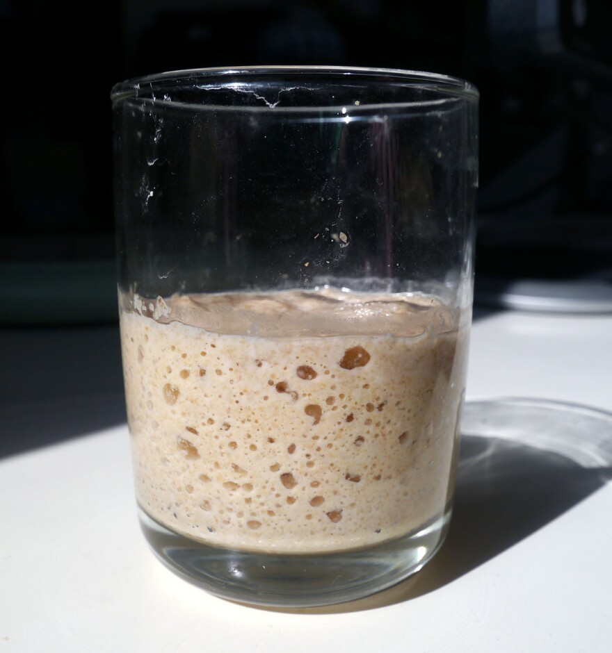 The author's starter showing the bubbles starting to form. Woo first mixed it up on Jan. 20, 2016, and has maintained it since. In this photo, the starter was close to its peak.