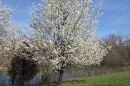 A Callery pear tree