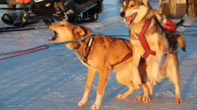 Dogs jumping in their harnasses