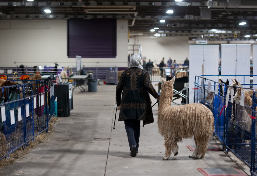 An alpaca on April 5, 2024 at the Eastern Alpaca Jamboree held at the Pennsylvania Farm Show Complex. 