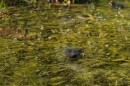 Wakulla Springs