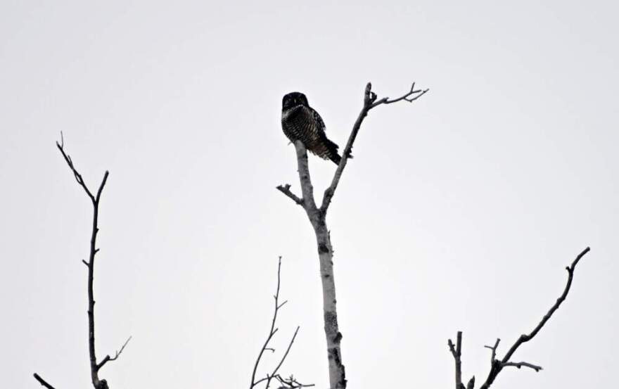 A hawk owl. (Chris Bentley/Here & Now)