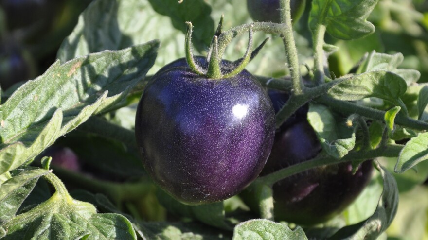 The Indigo Rose tomato was developed by Jim Myers, a vegetable breeder at Oregon State University.