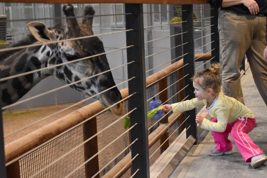 A little girl feeds a piece of lettuce to one of the giraffes at the Kansas City Zoo.