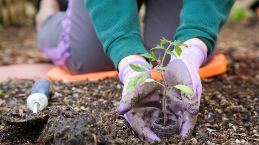 A person wearing gloves for yard work carefully sets a small plant in a hole in the soil.