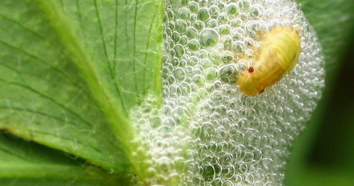 Spittle Bugs South Carolina Public Radio