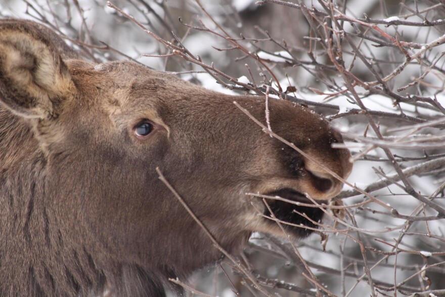 A moose eating branches