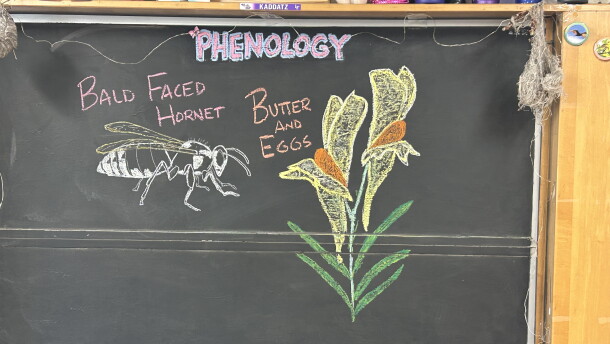 Chalk illustrations show a bald-faced hornet and butter-and-eggs flower.