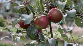 Even after 20 years of development, there’s still more research to be done on Cosmic Crisp, particularly around ‘green spot,’ pictured above, a cosmetic defect whose causes are not entirely understood by horticulturalist but are likely caused by a calcium deficiency, according to WSU researchers. CREDIT: Enrique Pérez de la Rosa/NWPB