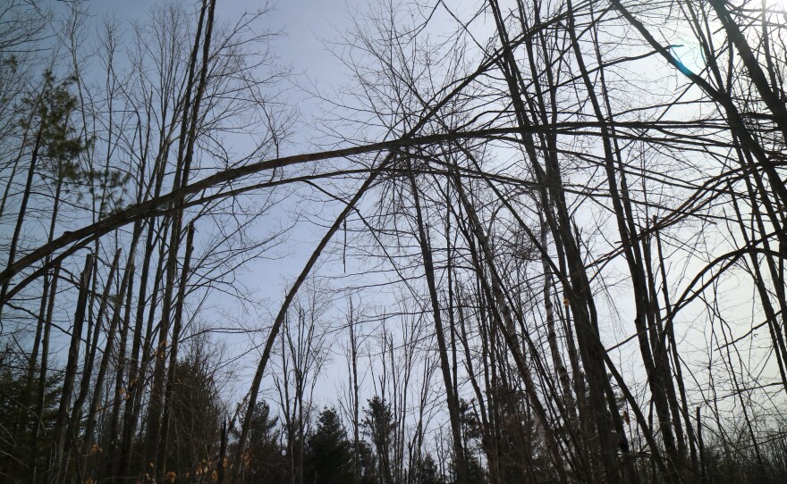 Trees bending and limbs dangling from trees one year after devastating ice storm at Hearts Pasture Farm in Alanson, MI.