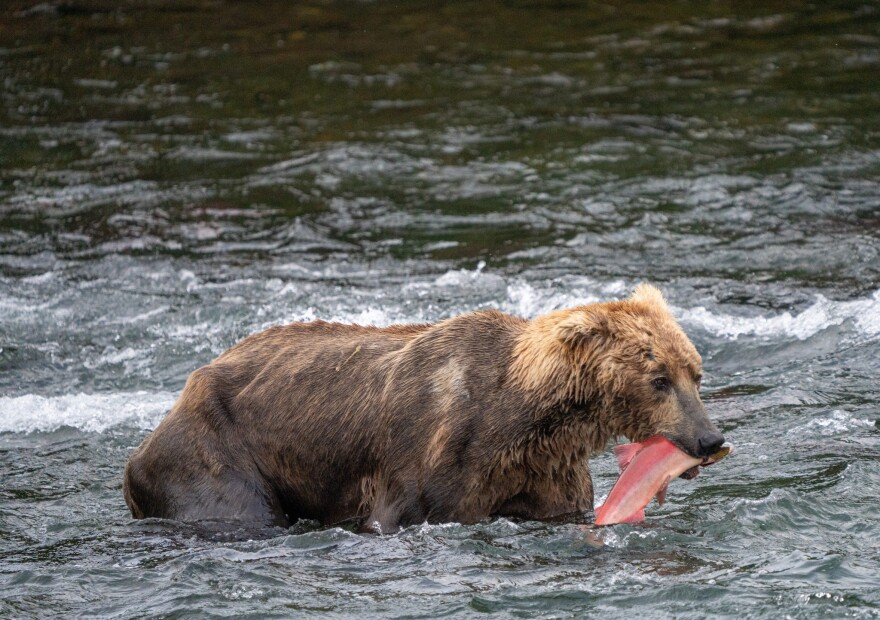 Bear 480, Otis, matched his latest appearance to the falls yet. The last time he appeared on cameras this late was also on July 26, back in 2021. Photo from July 2023. (F. Jimenez/National Park Service)