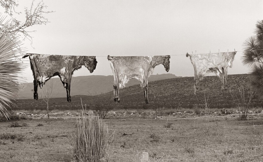 Evans found these goat skins hanging on a clothesline on a private ranch while rounding up burros to haul back to Marathon.