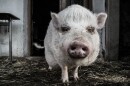 The idea of turning to other species for organs has been around for about a century.