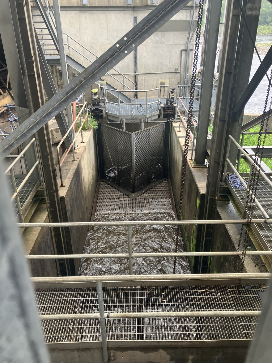 A fish lift underneath the Lockwood Dam carries migratory species to holding tanks before they're transferred overland to free flowing waters upriver.
