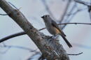A tufted titmouse sits in a tree, Wednesday, Feb. 25, 2026, in Milford, Ohio. (Joshua A. Bickel/AP)