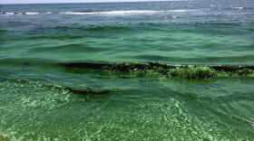 Blue-green algae along the shore of Martin County. Blue-green algae blooms on Florida's Treasure Coast last summer had a devastating impact on the region's tourism, fishing and wildlife.