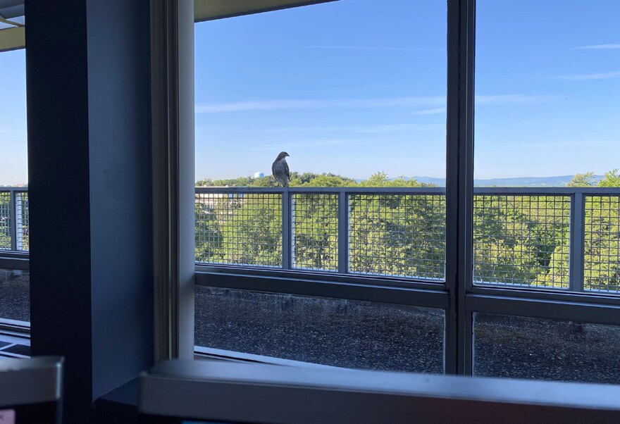 A hawk perches on the third floor ledge of an office building