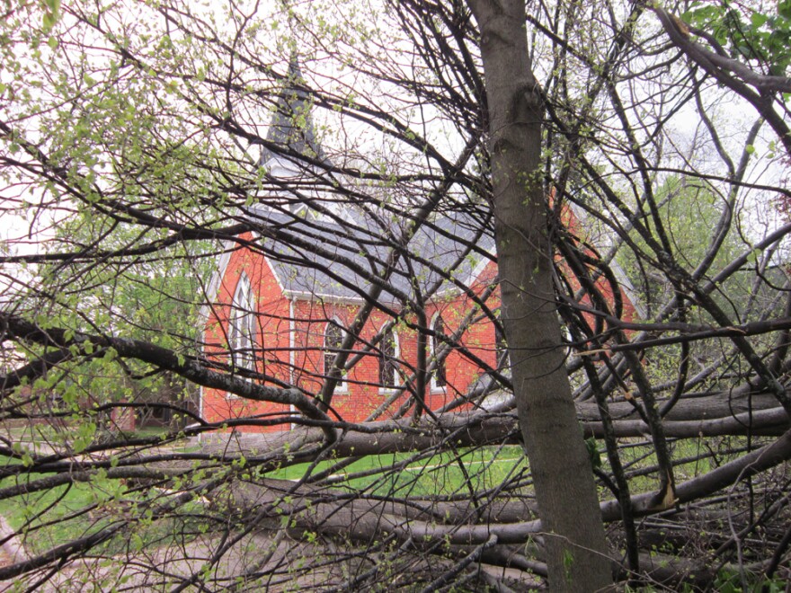 A downed tree in Ann Arbor.