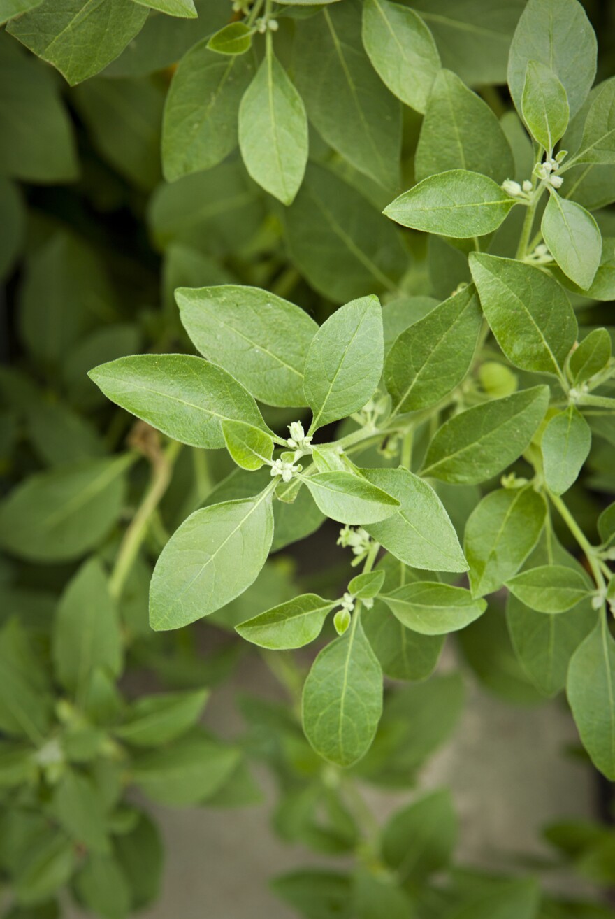 Ashwangandha, also known as the Indian ginseng, is believed to relieve stress.