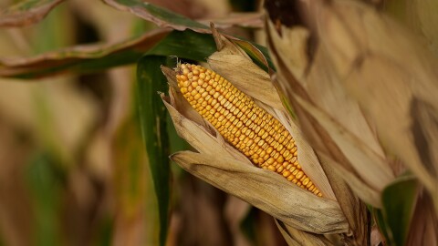 Corn is pictured in a corn field Tuesday, Aug. 27, 2024, near Platte City, Mo. 