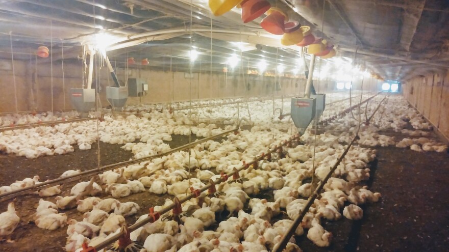 With the extreme growth of poultry farms in North Carolina, what is happening to all the waste?