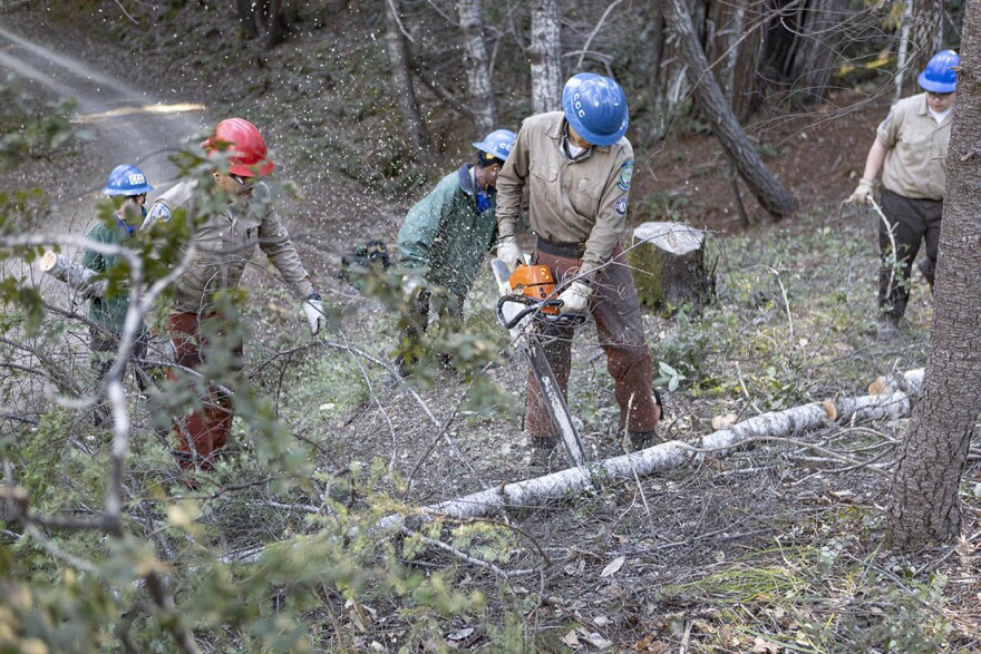 A California Conservation Corps crew works on mitigating small diameter trees and branches off Spring Creek Road atop the Ridge in the Sherwood Corridor to help provide a safe exit to Highway 101 in case Sherwood Road is impassible on Feb. 6, 2022. (Credit: Mathew Caine/Willits Weekly)
