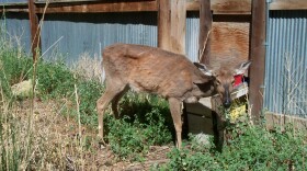An emaciated deer stands near a fence.