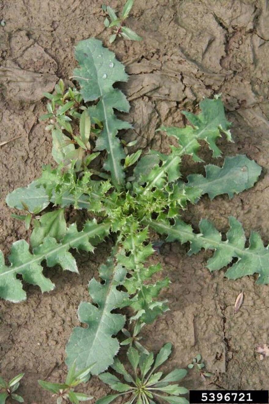 weeds.jpg