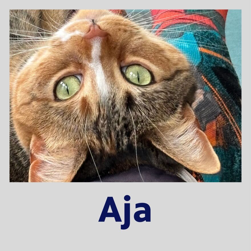 Photo of Aja the cat in a polaroid frame with her name in blue text underneath
