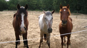 Unrelated horses