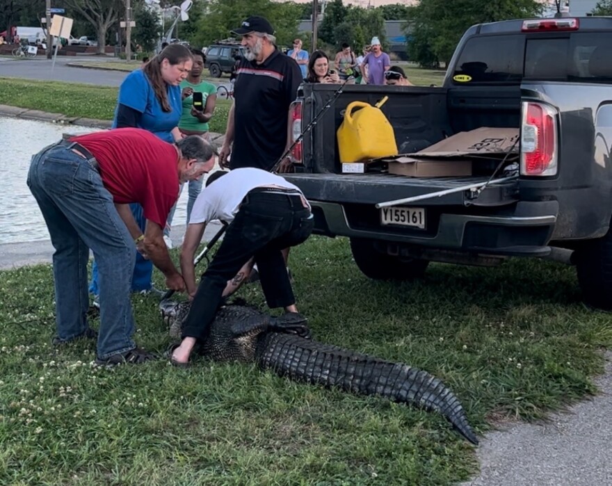 Subcontractors from the Louisiana Department of Wildlife and Fisheries recruit volunteers to help remove an alligator from the bayou in New Orleans' Bayou St. John neighborhood, April 2023