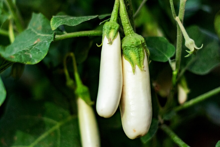 The joys of agriculture shown in the healthy growth of organic white eggplants ready for harvest.