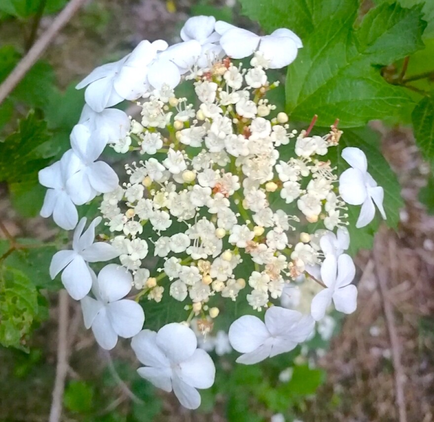 Highbush cranberry bloom