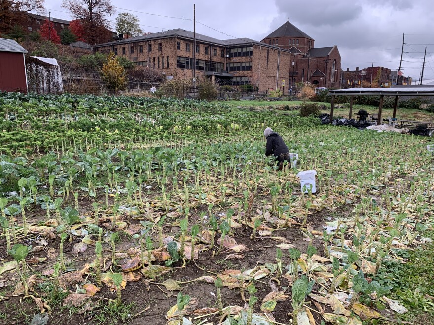 Braddock Farms will end its harvest season Friday, Nov. 19. Collard greens are among the last crops to be picked at the urban farm.