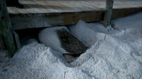 Two Atlantic Beach Police officers helped a sea turtle that crawled under the 3rd St. access ramp as she was trying to find a place to nest over the weekend.