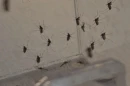 Aedes aegypti mosquitos in a case at the Orange County Mosquito Control headquarters in Orlando.