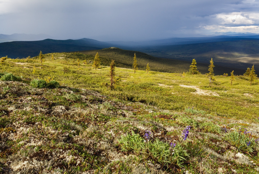 A high-elevation view of the White Mountains from Wickersham Dome.