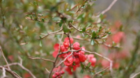 One added benefit of pruning fruit trees in the winter is that you can bring some of the cuttings inside, and after a few weeks in water, they'll flower.