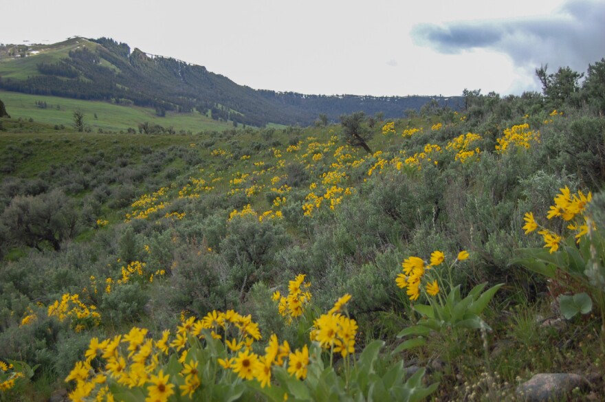 Balsamroot covers a hillside in Yellowstone National Park.