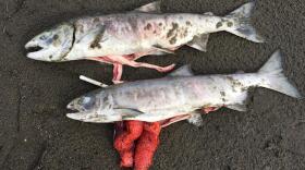 Scientists suspect heat stress killed a large number of summer chum salmon migrating through the Koyukuk River, a tributary of the Yukon. The carcasses held underdeveloped eggs and sperm, indicating that the salmon were far from their spawning grounds, where salmon usually die. (Photo by Stephanie Quinn-Davidson/Yukon River Inter-Tribal Fish Commission)