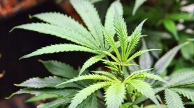 File photo of a marijuana plant.