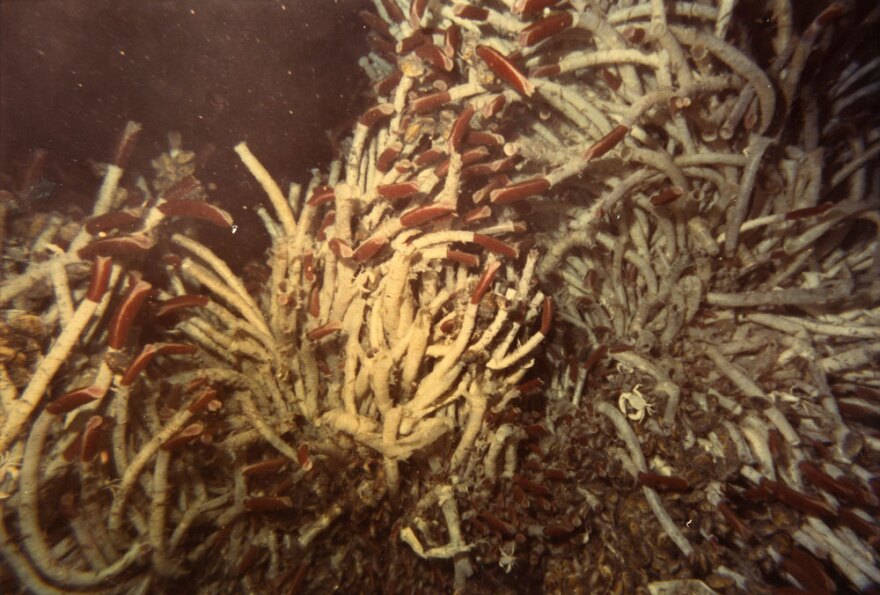Researchers named the area where they found the tubeworms the "Garden of Eden" because of the abundant life around the deep-sea vents.
