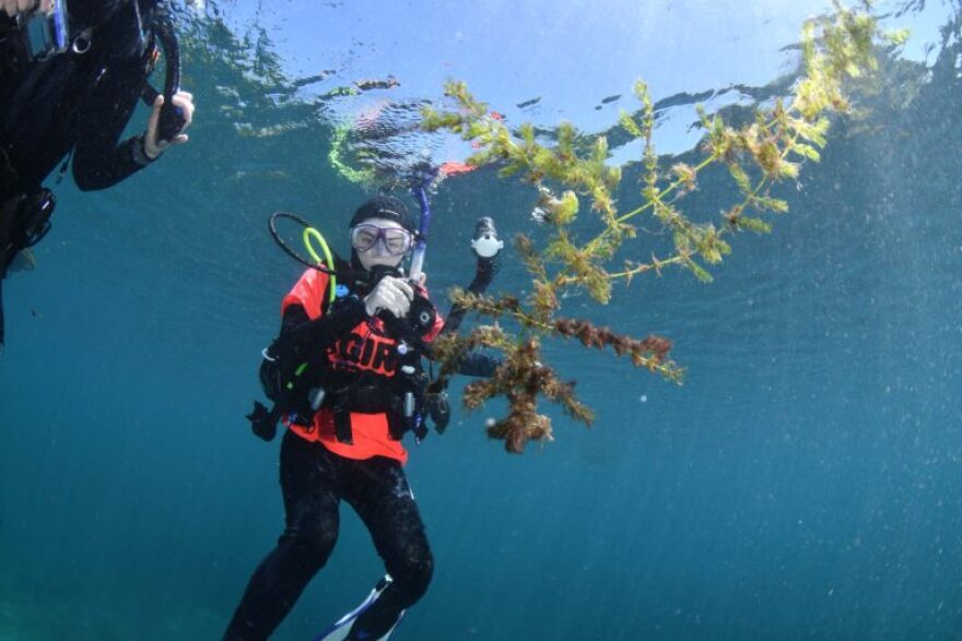  Eva – also known as Atolla – pulls invasive plants during a volunteer dive.