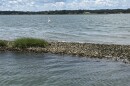 An oyster reef in the Lynnhaven River in May 2025.